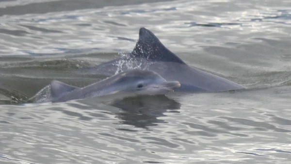 Descubra como visitar a Ilha do Cardoso, um paraíso isolado em Cananéia que une preservação ambiental, gastronomia típica e sossego absoluto por Lisa V. de Oliveira/Divulgação IPeC 