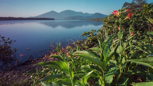 Descubra como visitar a Ilha do Cardoso, um paraíso isolado em Cananéia que une preservação ambiental, gastronomia típica e sossego absoluto por Wikimedia Commons