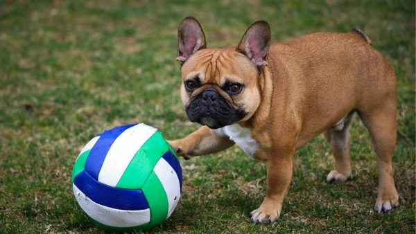 Não é o apelido que faz seu pet correr até você, é o jeito como você fala por Pexels