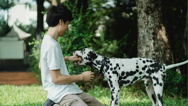 Você pode ter vários apelidos, mas seu pet entende mesmo é a conexão que vem na sua voz por Pexels