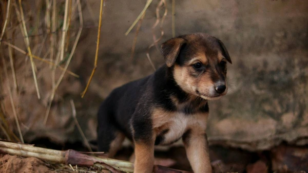 Voz animada, tom carinhoso ou chamado sério: seu pet reage à emoção, não às palavras por Pexels