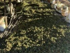 Imagem - Megaoperação incinera 140 mil pés de maconha no interior baiano