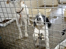 Imagem - Como denunciar maus-tratos a animais pode mudar com novo sistema em análise no Senado