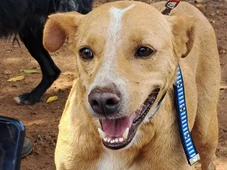 Imagem - México diz que vira-lata caramelo é ‘patrimônio nacional’ deles e revolta brasileiros: 'Nem Portugal nos roubou tanto'