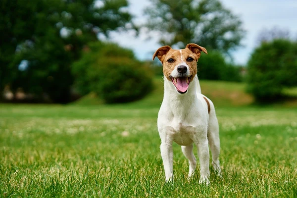 Aquário – Jack Russell Terrier: Invisível às regras e imprevisível. É um cão criativo e independente, a cara da mente inovadora de Aquário. por Shutterstock