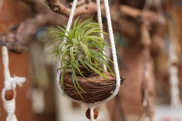 Aquário – Tillandsia: Exótica e independente, vive apenas de luz e ar, traduzindo a mente inovadora e a liberdade de Aquário. por Shutterstock