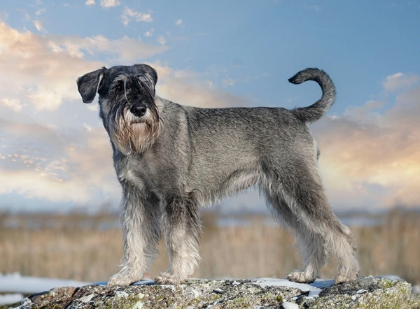 Capricórnio – Schnauzer: Sério, disciplinado e focado. Possui a maturidade, a resistência e a postura que o signo de Capricórnio exige. por Shutterstock