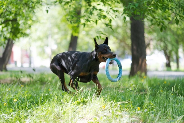 Escorpião – Doberman: Intenso, leal e envolto em uma aura de proteção. Reflete a força, a coragem e o magnetismo de Escorpião. por Shutterstock