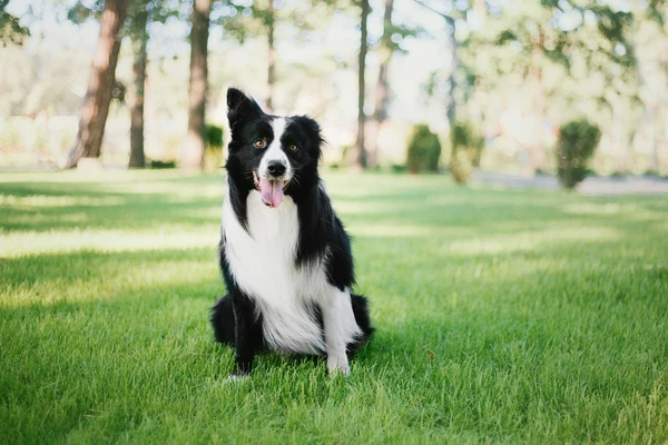 Gêmeos – Border Collie: Inteligente e comunicativo, precisa de estímulo constante para sua mente ágil, assim como o geminiano inquieto. por Shutterstock