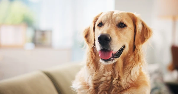 Leão – Golden Retriever: Carismático e exuberante, é o centro das atenções em qualquer lugar. Brilha com uma vitalidade tipicamente leonina. por Shutterstock
