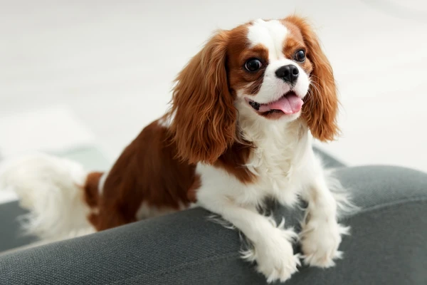 Libra – Cavalier King Charles Spaniel: Elegante e equilibrado, é mestre na diplomacia canina. Busca sempre a harmonia nas relações, como os librianos. por Shutterstock