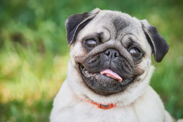 Peixes – Pug: Afetuoso e sensível, parece estar sempre sonhando acordado. Acalma a alma e se conecta com o lado lúdico de Peixes. por Shutterstock