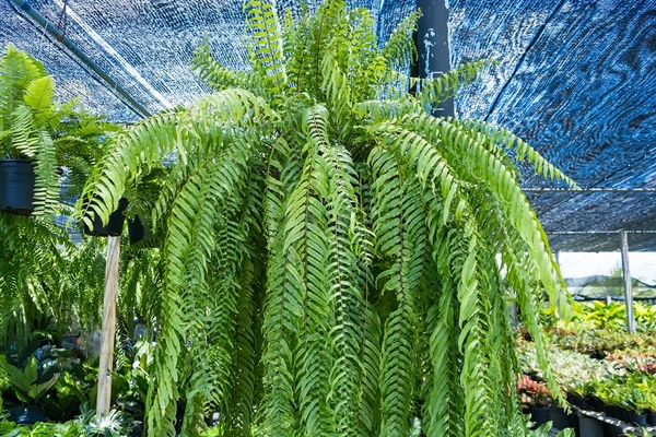 Sagitário – Samambaia: Expansiva e livre, esta planta cresce para todos os lados e combina com o espírito aventureiro do sagitariano. por Shutterstock