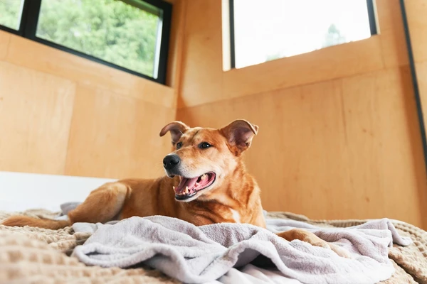 Sagitário – Vira-lata Caramelo: Independente, aventureiro e amigo de todos. Representa a liberdade e o espírito livre sagitariano. por Shutterstock