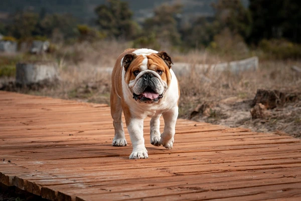 Touro – Bulldog Inglês: Aprecia a rotina, o conforto e uma boa soneca. É leal, calmo e tem aquela determinação taurina infalível. por Shutterstock