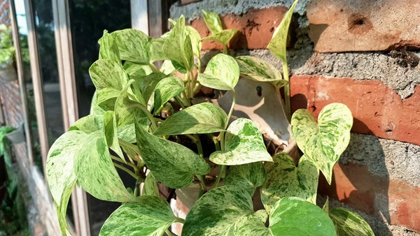 Touro – Jiboia: Exuberante e adaptável, traz a sensação de conforto e estabilidade que o taurino tanto valoriza no lar. por Shutterstock