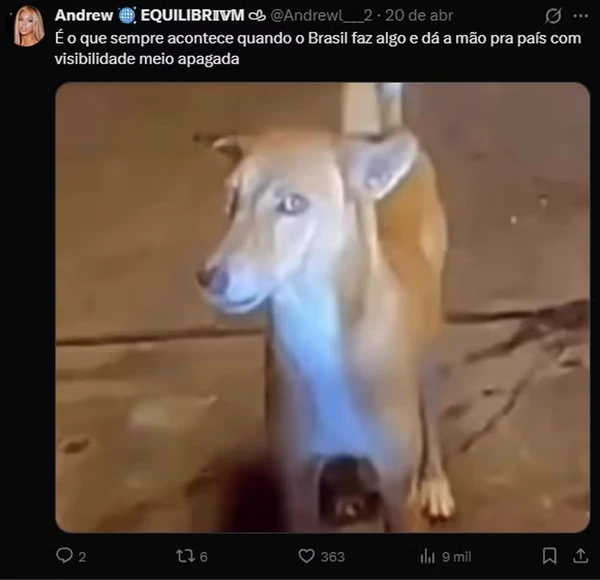 Vira-lata caramelo por Reprodução