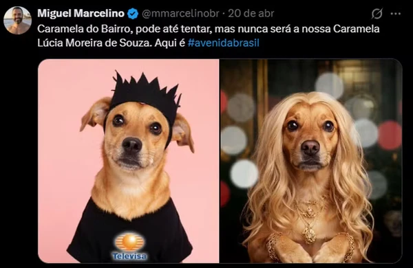 Vira-lata caramelo por Reprodução