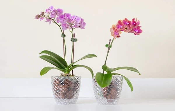 Virgem – Orquídea: Rara e sofisticada, exige o cuidado detalhista e a dedicação que são marcas registradas da personalidade de Virgem. por Shutterstock