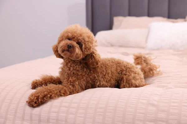 Virgem – Poodle: Observador e inteligente, tem instinto apurado para a ordem. É metódico e dedicado, o reflexo do espírito de Virgem. por Shutterstock