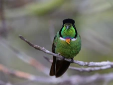 Imagem - O adeus ao gravata-vermelha? Estudo alerta que aves da Chapada estão "encurraladas" pelo calor