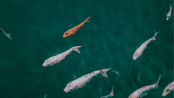 Água aparentemente limpa, mas com efeitos invisíveis, o que não dá para ver pode estar mudando tudo por Pexels