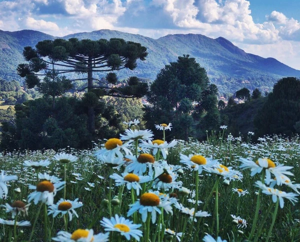 Conheça o lugar que desbancou Campos do Jordão e Gramado e foi eleito o melhor destino de inverno do país por Divulgação