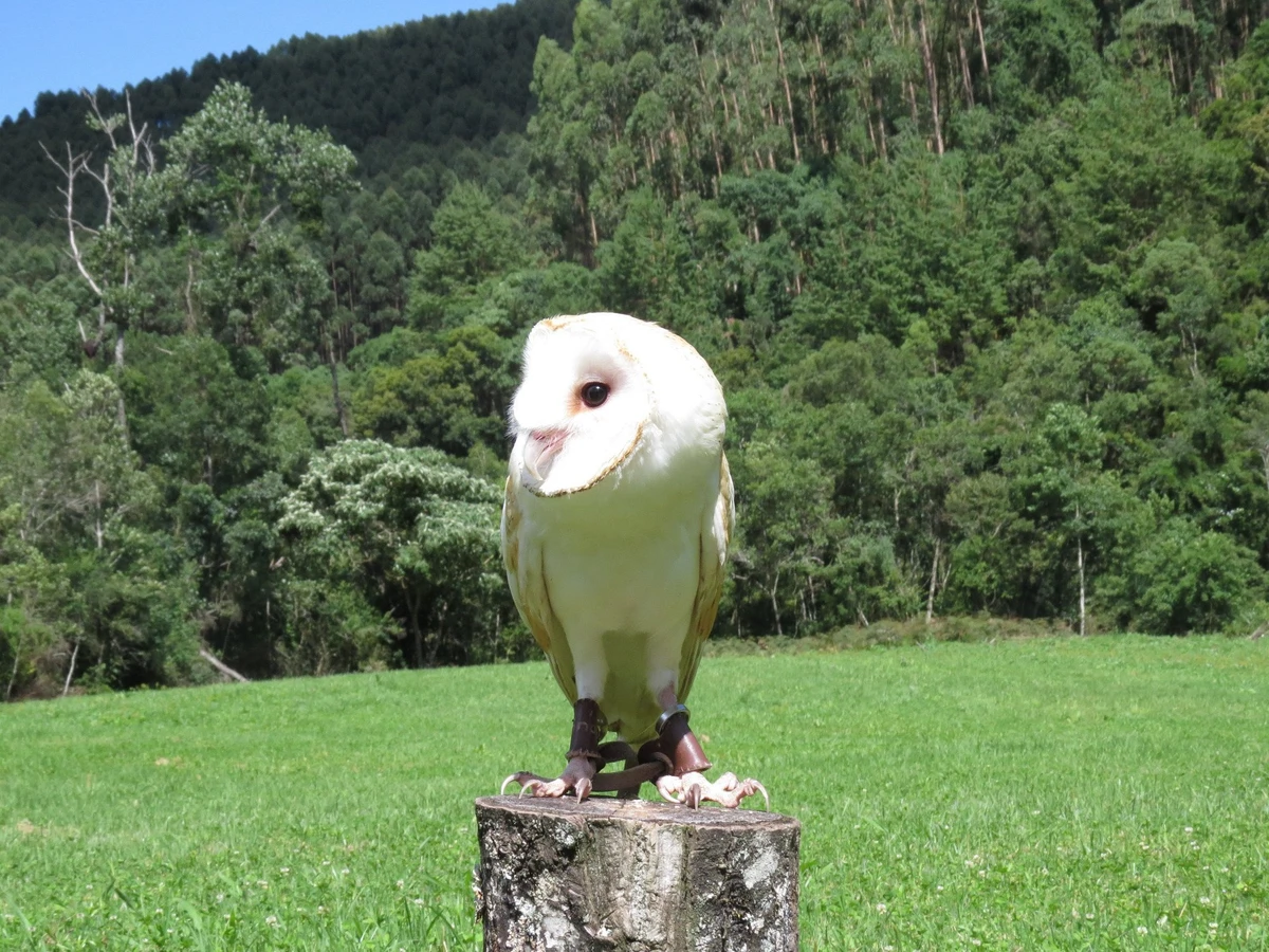 Conheça o lugar que desbancou Campos do Jordão e Gramado e foi eleito o melhor destino de inverno do país por Divulgação