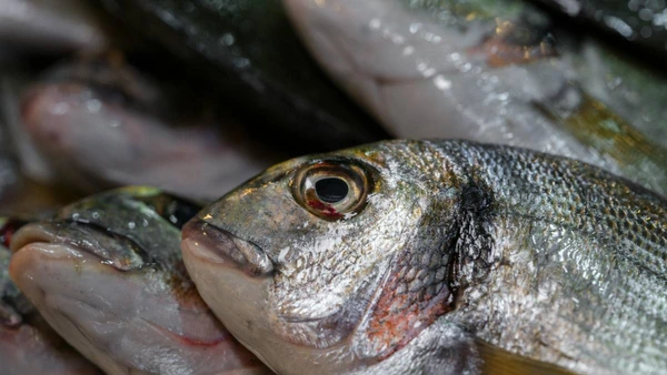 O comportamento dos peixes está mudando, e a causa passa longe do que você imagina por Pexels