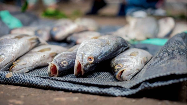 O fenômeno parece ficção, mas está acontecendo agora, e começa longe dos olhos humanos