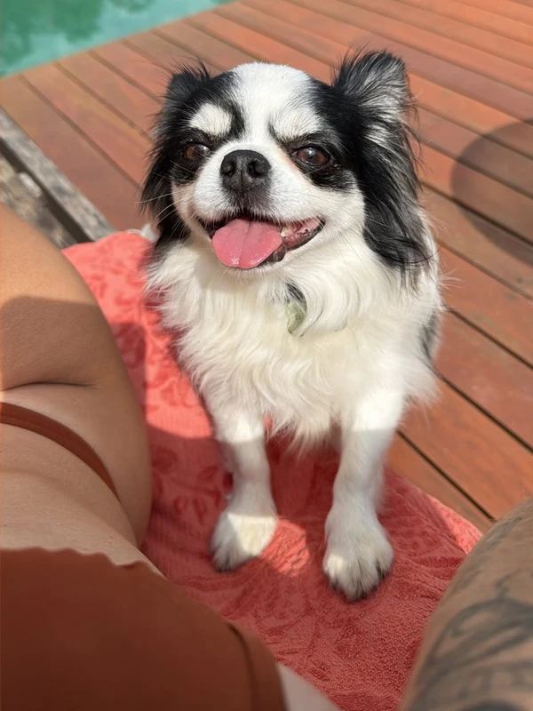 Tamy Contro desabafou nas redes sociais sobre morte trágica do cachorro por Reprodução/Instagram