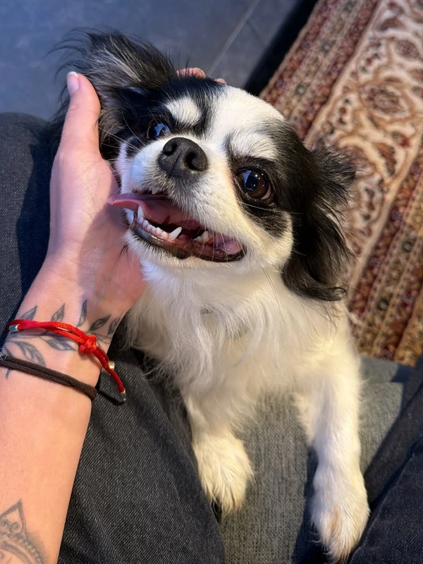 Tamy Contro desabafou nas redes sociais sobre morte trágica do cachorro por Reprodução/Instagram