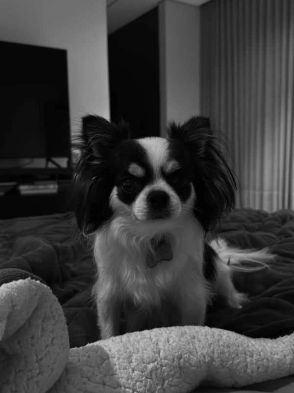 Tamy Contro desabafou nas redes sociais sobre morte trágica do cachorro por Reprodução/Instagram