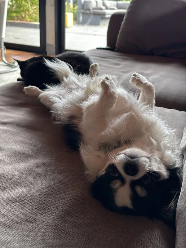 Tamy Contro desabafou nas redes sociais sobre morte trágica do cachorro por Reprodução/Instagram