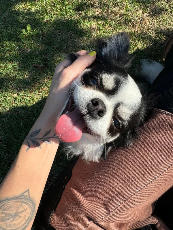 Tamy Contro desabafou nas redes sociais sobre morte trágica do cachorro por Reprodução/Instagram