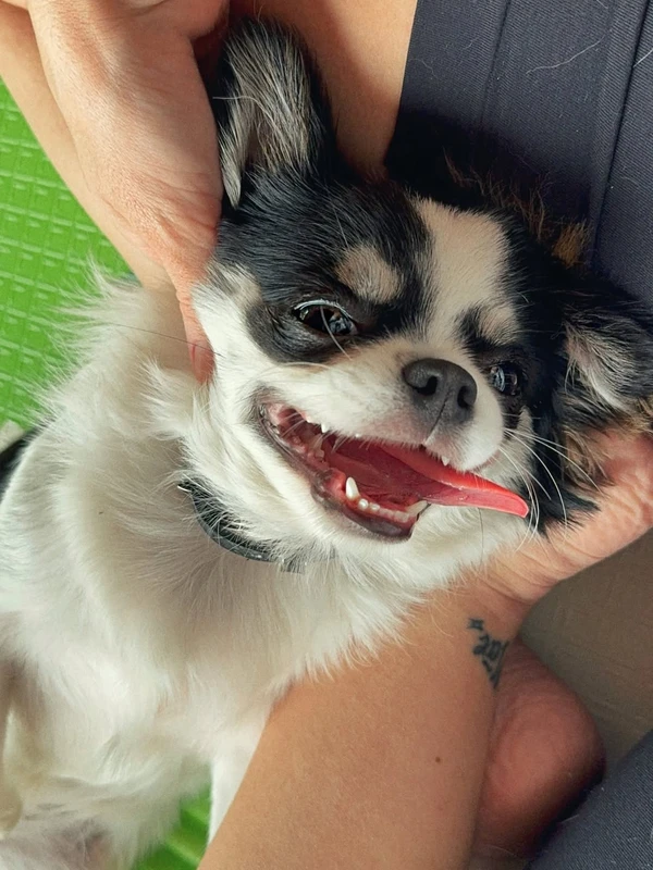 Tamy Contro desabafou nas redes sociais sobre morte trágica do cachorro por Reprodução/Instagram