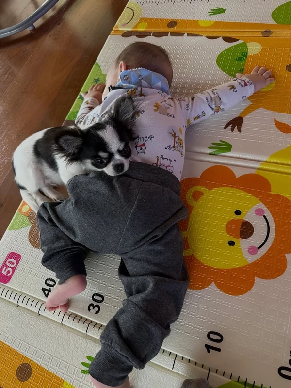 Tamy Contro desabafou nas redes sociais sobre morte trágica do cachorro por Reprodução/Instagram