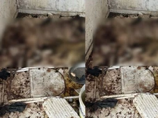 Imagem - Extrema desnutrição e infestação de carrapatos: homem é preso após sacrificar cachorro na Bahia