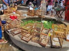 Imagem - Mais de 20 aves silvestres são resgatadas e homem é preso na Feira do Rolo