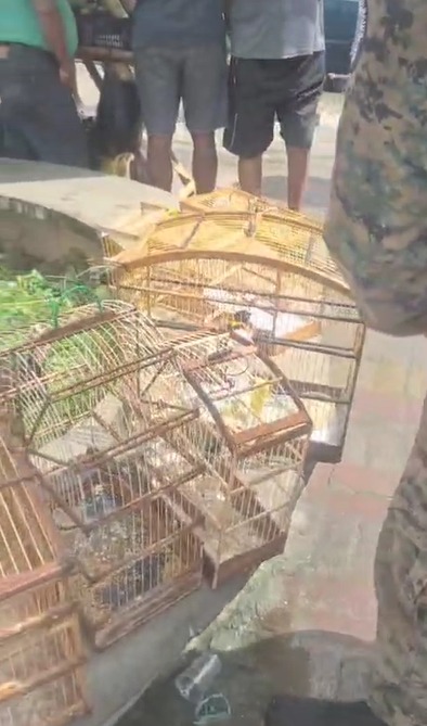 PM resgata 21 aves silvestres na Feira do Rolo, na Baixa do Fiscal por Divulgação