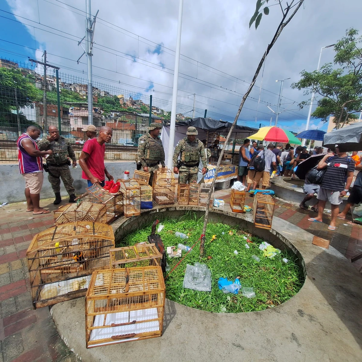 PM resgata 21 aves silvestres na Feira do Rolo, na Baixa do Fiscal por Divulgação