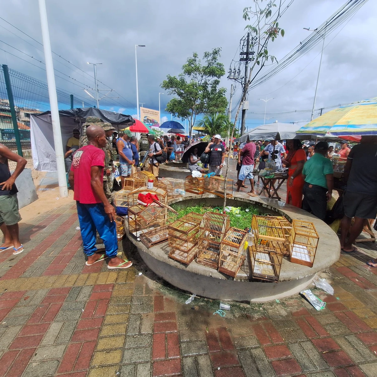 PM resgata 21 aves silvestres na Feira do Rolo, na Baixa do Fiscal por Divulgação