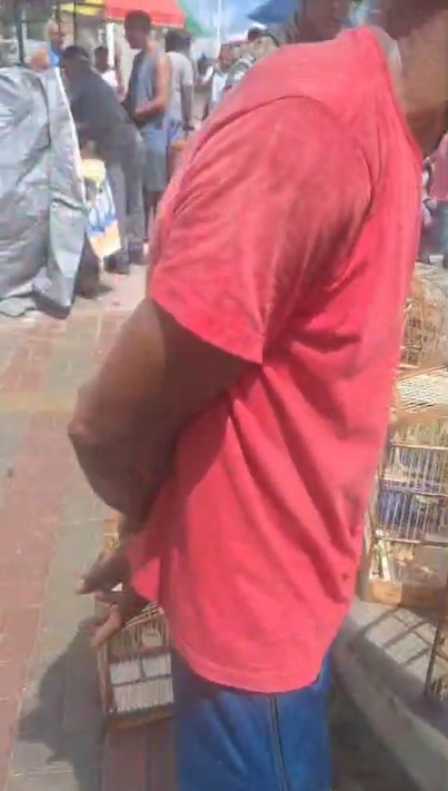 PM resgata 21 aves silvestres na Feira do Rolo, na Baixa do Fiscal por Divulgação