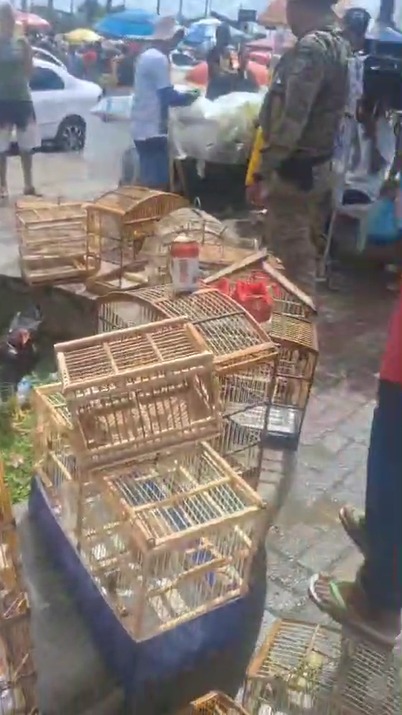 PM resgata 21 aves silvestres na Feira do Rolo, na Baixa do Fiscal por Divulgação