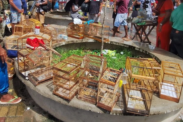 PM resgata 21 aves silvestres na Feira do Rolo, na Baixa do Fiscal