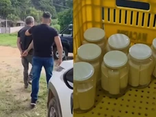 Imagem - Baratas e insetos mortos: fábrica clandestina de palmito é fechada por irregularidades sanitárias