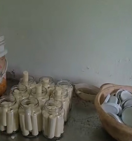 Fábrica clandestina de palmito é fechada por irregularidades sanitárias por NDTV