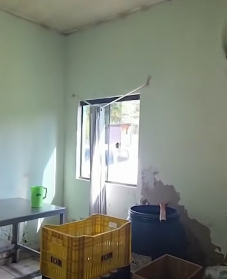 Fábrica clandestina de palmito é fechada por irregularidades sanitárias por NDTV