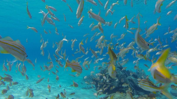 Baía de Sancho por Wikimedia Commons