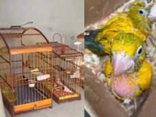 Imagem - Homem é preso por manter aves silvestres ameaçadas de extinção em cativeiro e sob maus-tratos